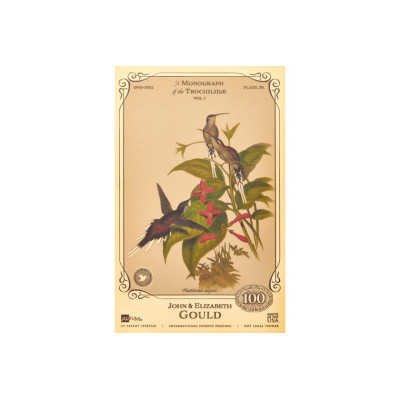 The John and Elizabeth Gould Collection - Hummingbirds