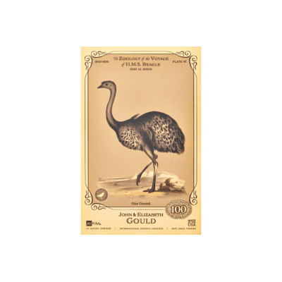 John og Elizabeth Gould Aurum - H.M.S. Beagle-samlingen